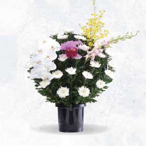 供花 菊A 22000円