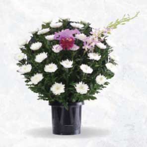 供花 菊B 16500円